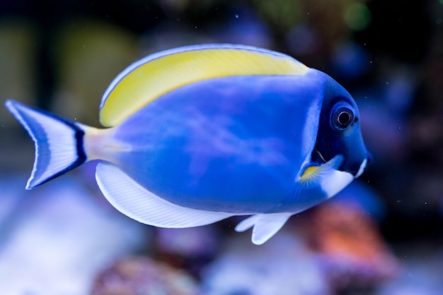 Acanthurus leucosternon in Home Acquario di barriera corallina