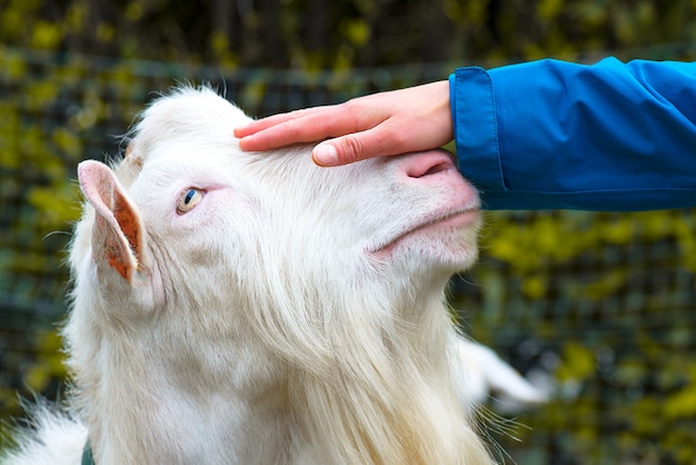 Accarezzando la testa di una capra a mano