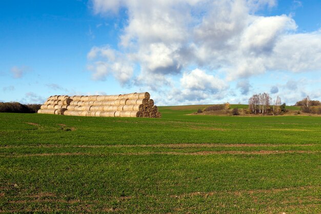 Accatastati con paglia di mucchi di fieno dopo la raccolta dei cereali.