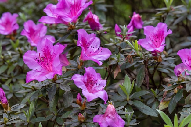 Accattivante rosa Rhododendron Simsii in piena fioritura