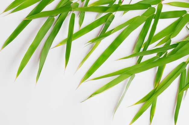Accattivante sfondo di foglie di bambù con carta bianca elegante