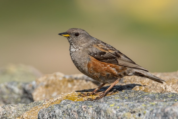 Accentore alpino seduto su una roccia