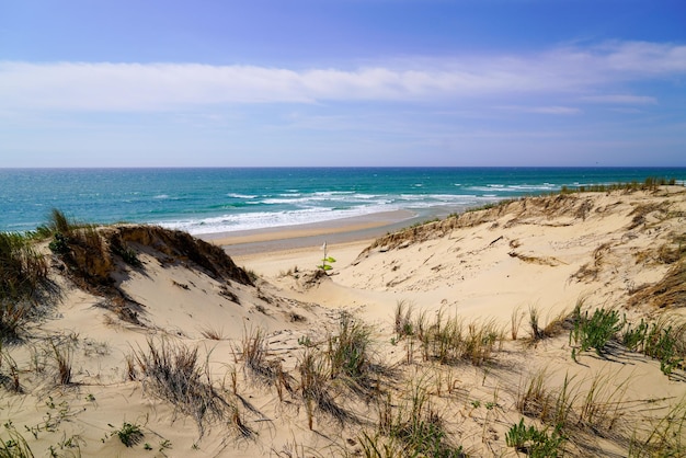 Accesso al sentiero del mare sabbioso nella spiaggia di dune di sabbia nell'Oceano di Lacanau in Francia