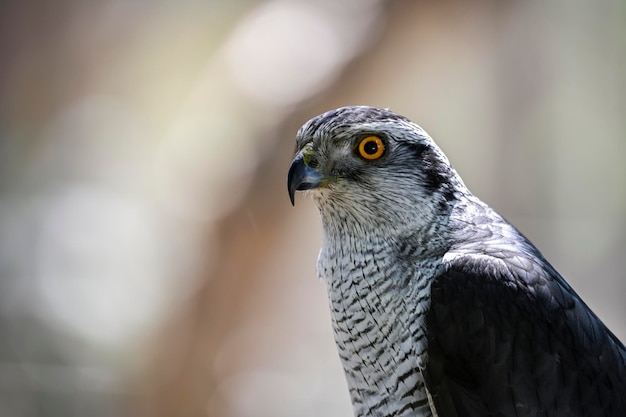 Accipiter gentilis Astore iberico è una specie di uccello accipitriforme della famiglia Accipitridae