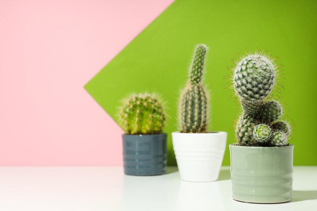 Accogliente casa per hobby o piante da interno cactus