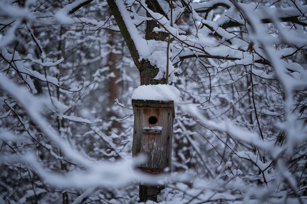 Accogliente casetta per gli uccelli in una foresta innevata, fauna incredibile