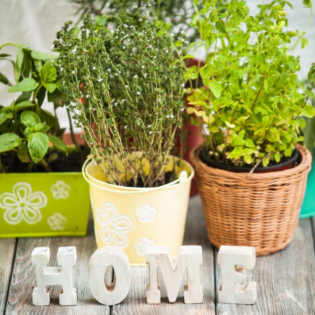 Accogliente giardino domestico con erbe aromatiche - rosmarino, salvia, basilico, timo e origano