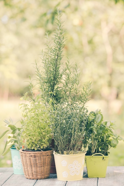 Accogliente giardino domestico con erbe aromatiche - rosmarino, salvia, basilico, timo e origano