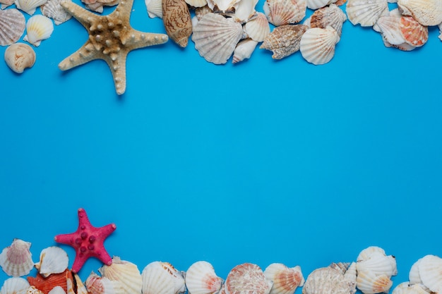 Accumulazione variopinta della natura del Seashell dell'oceano delle stelle marine