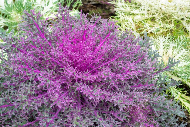 Acephala o brassica oleracea decorativo closeup vista dall'alto fioritura rosa viola cavolo decorativo decorative