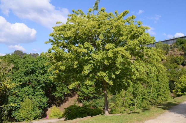 Acer buergerianum. Arboreto dell'Università dei Paesi Baschi. Leioa, Spagna