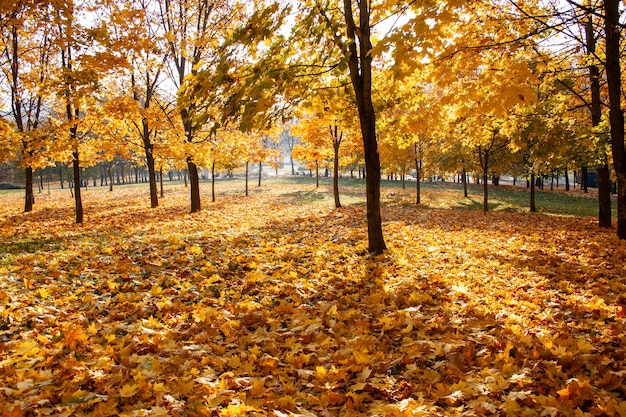 Aceri dorati nel parco su erba verde L'altezza dell'autunno una giornata limpida nella caduta delle foglie