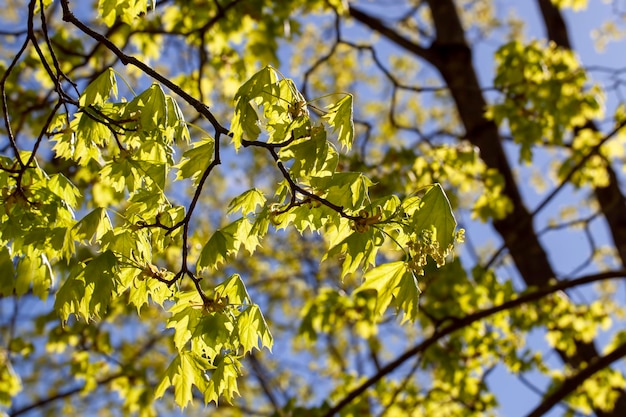 Aceri in fiore nella stagione primaverile