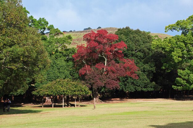 Aceri rossi Momiji nel Parco di Nara in Giappone