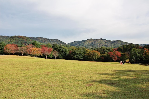 Aceri rossi Momiji nel Parco di Nara in Giappone