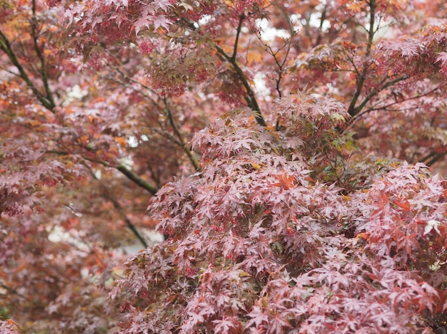 Acero acer tree