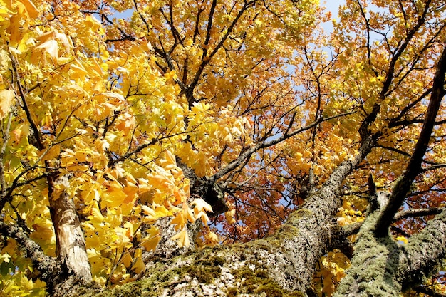 Acero con foglie rosse e gialle in una soleggiata giornata autunnale in Lettonia