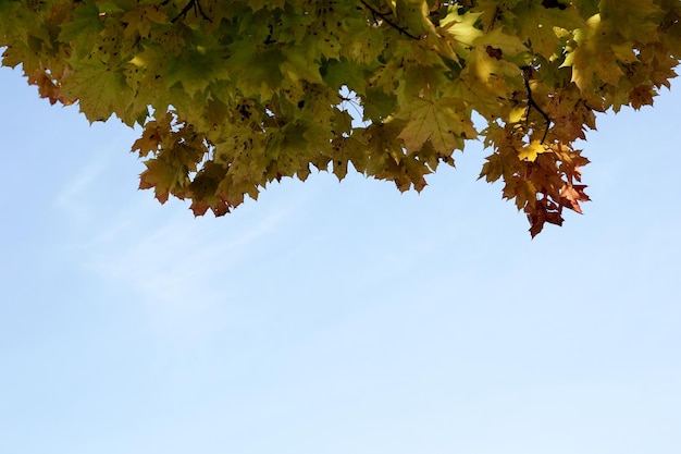 Acero con foglie rosse e gialle in una soleggiata giornata autunnale in Lettonia