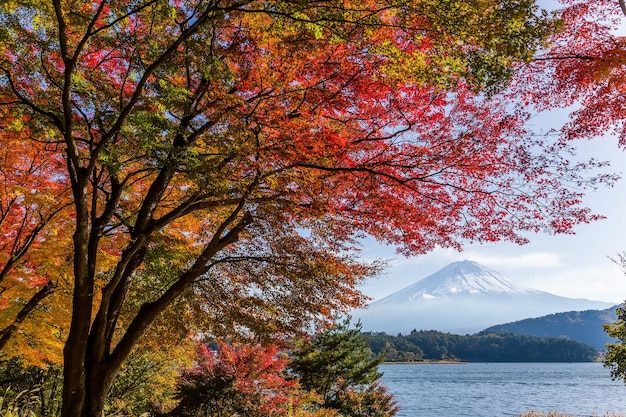 Acero e montagna Fuji in autunno