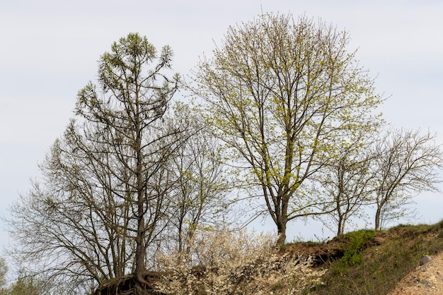 Acero fiorito nella primavera dell'anno