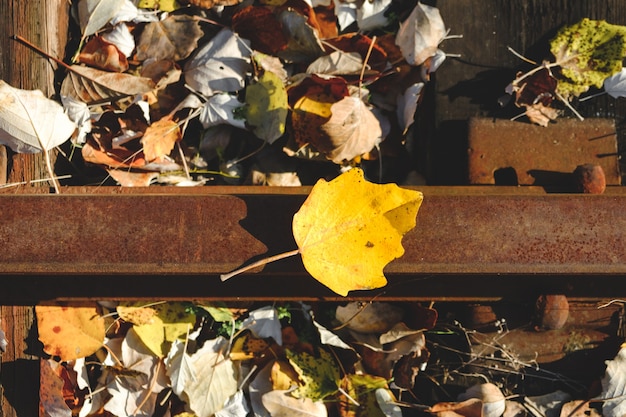 Acero giallo d'autunno sul binario. sfondo di foglie autunnali. sfondo autunnale