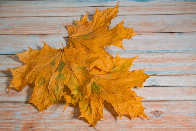 Acero giallo su tavola di legno, autunno