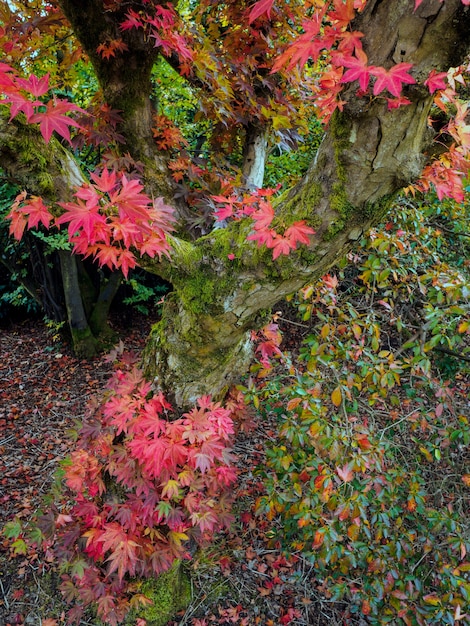 Acero giapponese (Acer palmatum) in colori autunnali