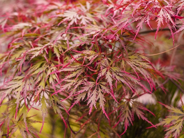 Acero giapponese Acer palmatum nel primo piano del parco