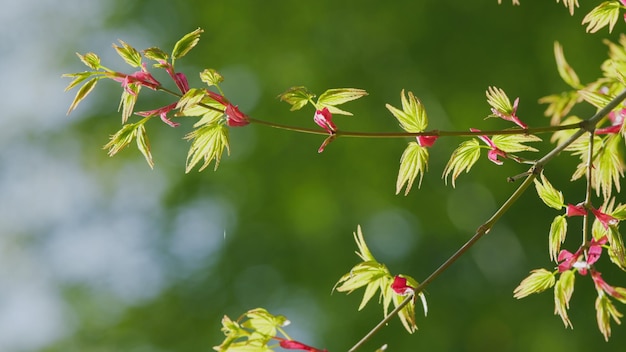 Acero giapponese nome latino acer palmatum nuove foglie verdi di acer palmatus focalizzazione selettiva