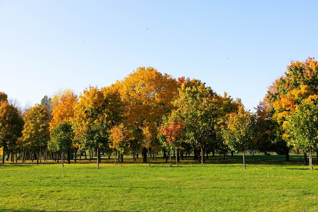 Acero in autunno. Bellissimo sfondo naturale di alberi.