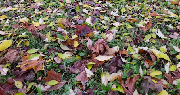 acero in autunno in tempo nuvoloso