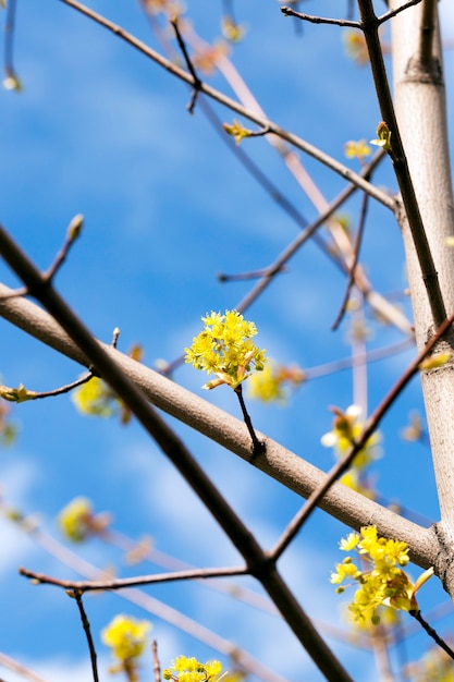 Acero in fiore, primo piano di fiori di acero, verde, periodi primaverili durante l'anno, cielo blu