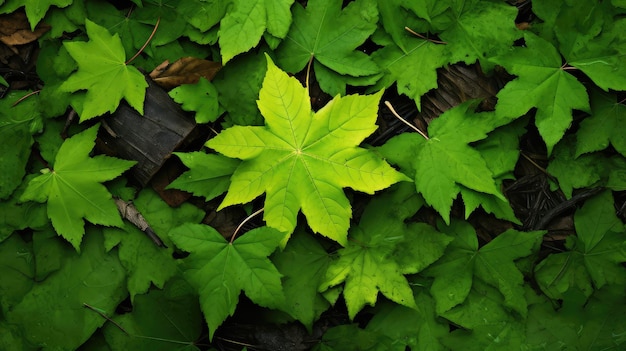 Acero naturale isolato verde piccolo