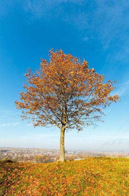 Acero solitario autunnale