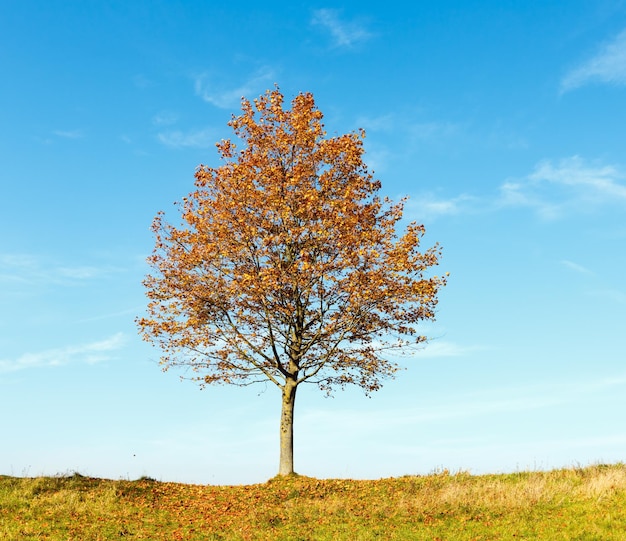 Acero solitario autunnale