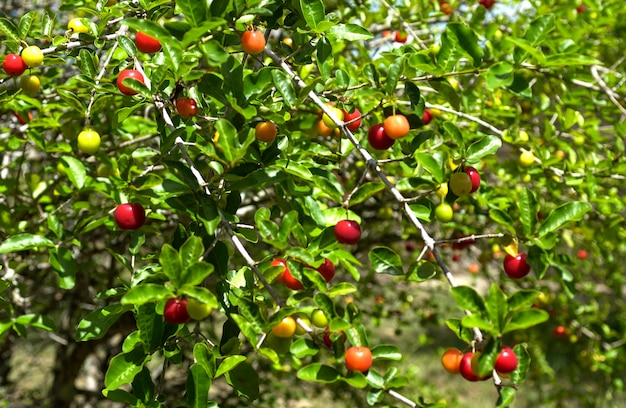 Acerola albero da frutto con molti frutti maturi.