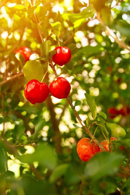 Acerola di ciliegia rossa biologica in luce naturale con sfondo di fogliame verdeggiante