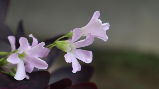 Acetosa di legno di Oxalis, fiore di Oxalis viola, fiori viola di trifoglio di trifoglio, Oxalis triangularis.