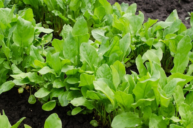 Acetosa organica fresca che cresce in foglie di acetosa verde giardino sul letto del giardino garden
