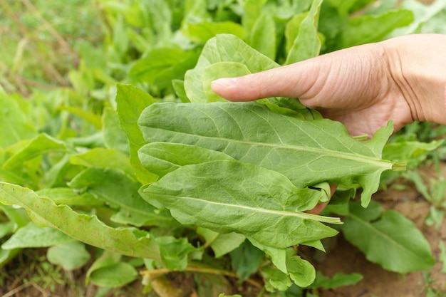 Acetosa sfondo a base di erbe della natura Rumex Erba perenne Condimento di cucina popolare Fuoco selettivo