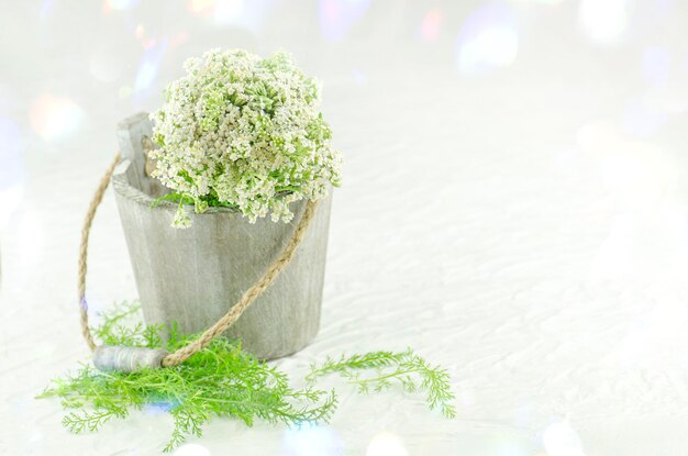 Achillea bianca o Achillea millefolium pianta medicinale Pianta medicinale achillea in un secchio di legno