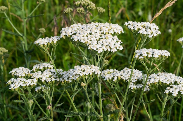 Achillea cresce sul prato