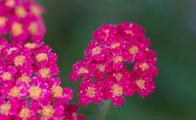 Achillea glaberrima pianta perenne rossa