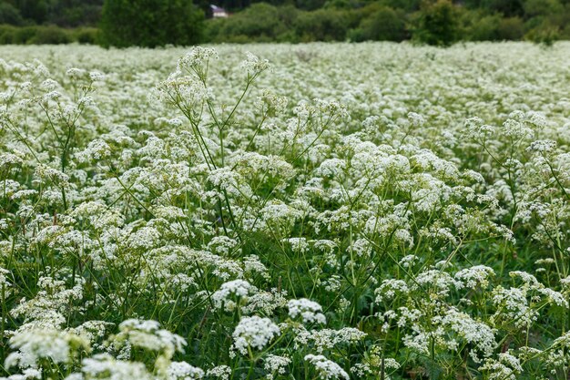 Achillea millefolium o achillea comune