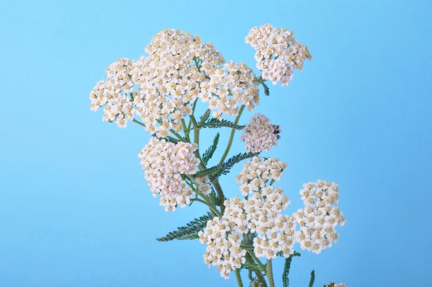 Achillea su sfondo blu