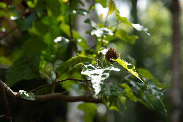 Achiote Bixa orellana è un grande arbusto o piccolo albero che produce frutti rossi spinosi