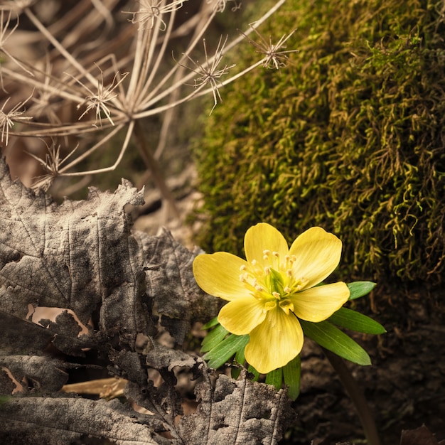 Aconito selvatico invernale nella foresta di primavera nella Germania centrale