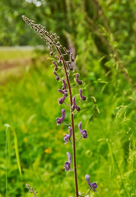 Aconitum lycoctonum - wolf's-bane specie di piante da fiore nel genere Aconitum, della famiglia Ranunculaceae, originaria di gran parte dell'Europa e dell'Asia settentrionale