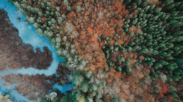 Acqua azzurra del fiume nella foresta mista Foto