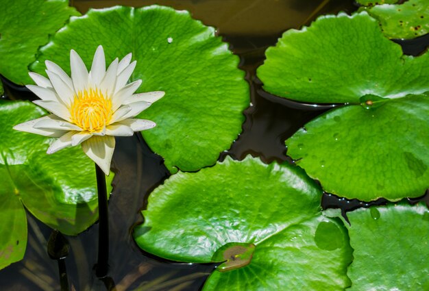 Acqua bianca lilly nello stagno